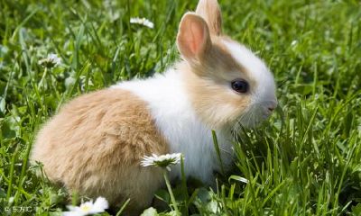 属兔人:你的好处都是在后面呢!