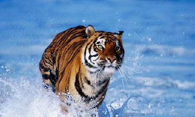 寅虎的人:你是“水命”,還是“火命”