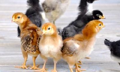 老公属鸡我属猪2023年要一个兔宝宝会幸福吗