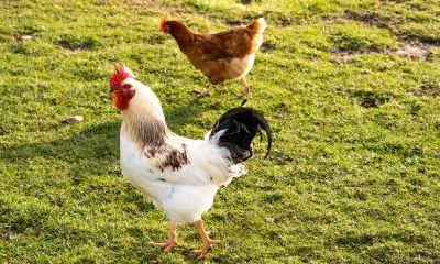 2023年老公属鸡我属兔生一个兔宝宝是好事吗