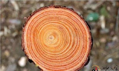 麻衣相法:讲解易经手相中的手掌纹,由纹线可以看一生的财气吗?