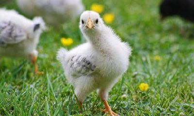 2023年属鸡的可以买房吗?属鸡人买楼买几层吉利