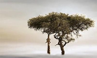 清秀之猴是什么意思,1992属猴人命里带二婚