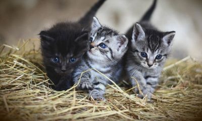 属牛的人2022可以养宠物猫吗?需要注意什么?