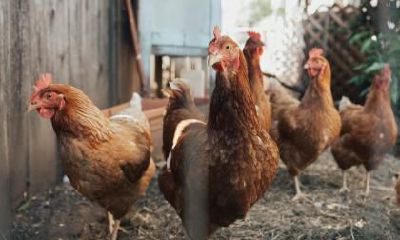 2023年老公属鸡我属虎生一个兔宝宝会幸福吗