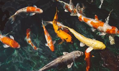 红灯笼不能随便挂是真的吗?晚上挂红灯笼会招鬼吗?