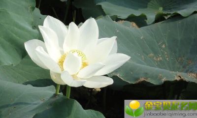 公历2019年3月30号子时出生的女宝宝怎么起名字,宜用什么字