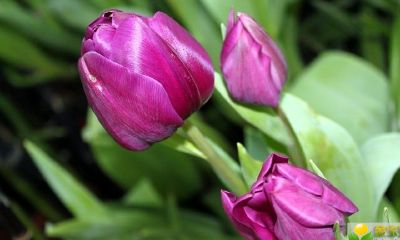 2019年农历二月初九出生的男孩五行缺木怎么取名字好听,用哪些字