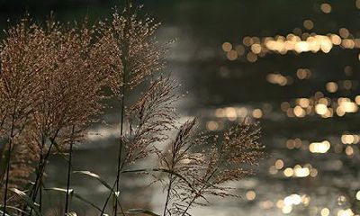 林姓在百家姓中排名第几?林姓起源于什么姓?