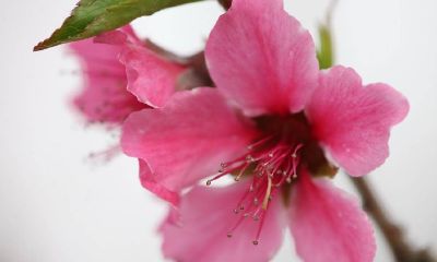 2019猪年冬至出生女宝宝五行缺水要如何起名字