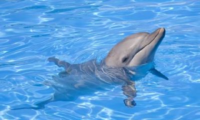 2022年壬寅年五行纳音属什么?2022年出生宝宝五行起名