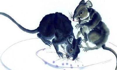 属鼠今年运程运势 属相鼠今年运势大全