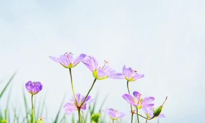 狮子座心灵深处的敏感,你看懂了是多少?