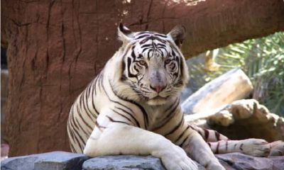 生肖虎:不能与这属相做夫妻,生来还债命,一生都在还债!