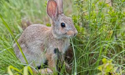寒露兔一生无大富大贵是真的吗?寒露出生属兔命理