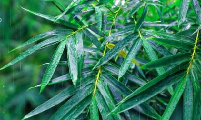 不同年份生肖属猪的人雨水节气出生命运如何?