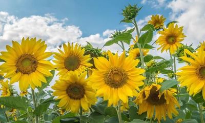 当双鱼座进到一段情感,会出现哪些的主要表现