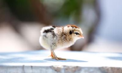 2023年属鸡的几月份适宜结婚嫁娶?和谁结婚长久