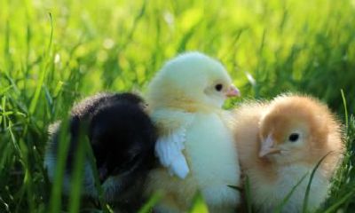 属鸡的2023年幸运颜色有哪些?生肖鸡适合红色吗