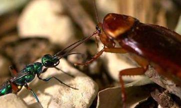 梦见绿色洲 周公解梦之梦到绿色洲