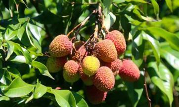 梦见绿洲怎么回事 梦见绿洲有什么预兆