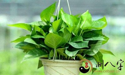 梦见有人送我绿色植物