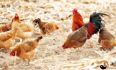 梦见养鸡的女人