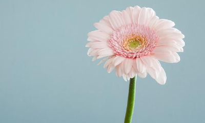 金牛座2021年运程详细说明,工作先落伍起,关爱好情感,幸福美满