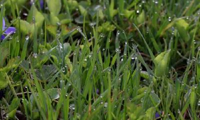 属猪最真正的婚姻生活情况是哪些的