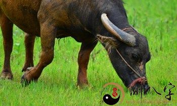 梦到急着野牛踏入坡