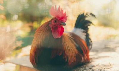 属鸡的爱情底线是什么