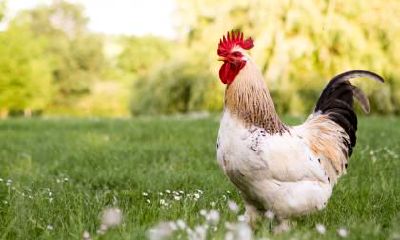 属鸡人适合学习的第二外语是什么