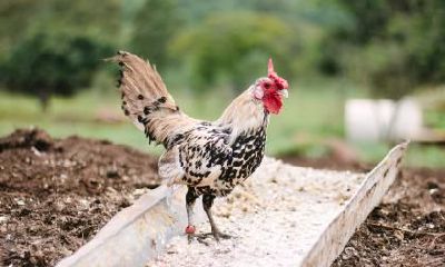 1981年属鸡的人2017年运程