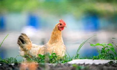 属鸡的人文昌位在哪?什么方向?