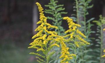 梦见绝症怎么回事 梦见绝症有什么预兆