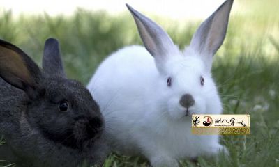 87年女属相兔2022年运势