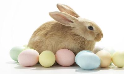 属兔人客观的一面,主要表现在哪儿了?