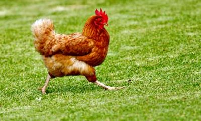 属鸡人的事业贵人是属什么的?属鸡人的天乙贵人