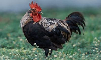 属鸡人会在人生哪个阶段遭遇财政危机