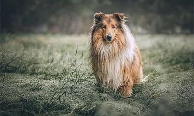 男鸡女狗的婚姻相配吗?属狗女的性格如何?