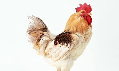 看一下鸡小宝宝,工作性情,荣华富贵還是贫困