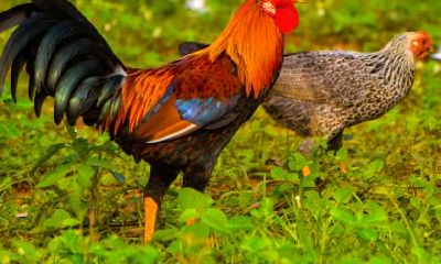 我属鸡老公属马2023年怀孕生宝宝是吉利的吗