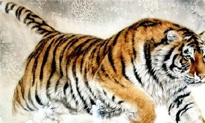 这6天出生的生肖虎,王者之“虎”,一生前途大好,富贵无量