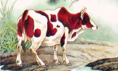 十二生肖:属牛的人