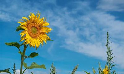 农历八月不搬家为什么?搬新家忌讳日子