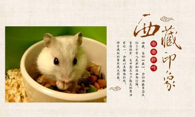 属相鼠的今年会有哪些获得,意外惊喜多多的