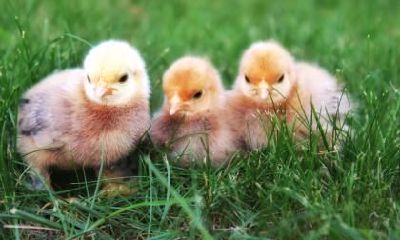 生肖鸡的天乙贵人是什么?什么叫做天乙贵人?