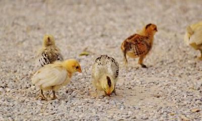 属鸡人对于双手抱肩这个动作什么时候会做出来