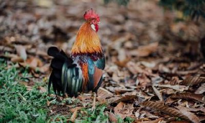 1981年属鸡的人2020年运势及运程大全解析