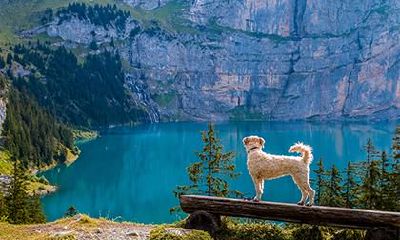 女鸡男狗结婚会离婚吗?属狗男对爱如何表现?